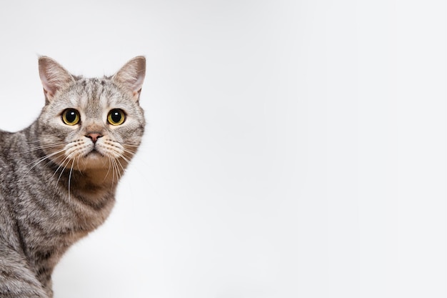 Photo le curieux chat gris regardant la caméra