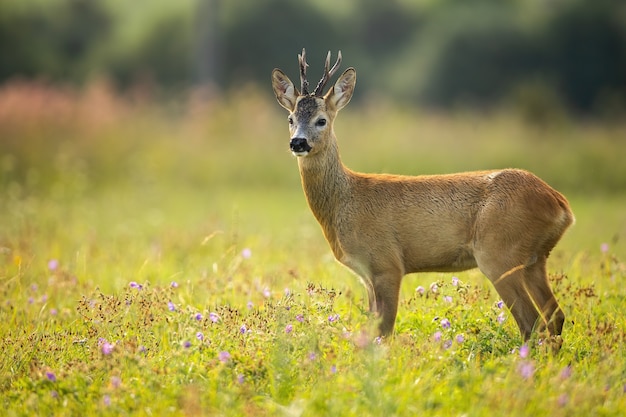 Curieux chevreuils paissant sur la prairie colorée en fleurs pleine de fleurs sauvages