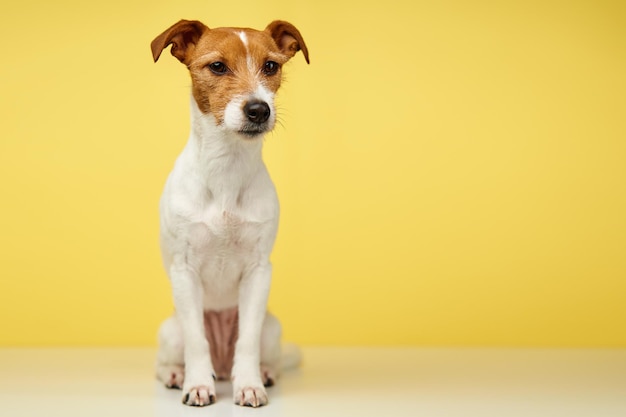 Curieux chien intéressé se penche sur l'appareil photo jack russell terrier closeup portrait sur fond jaune