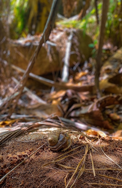 Le curieux crabe ermite explore le sol de la forêt ses racines complexes embrassant la beauté de la nature