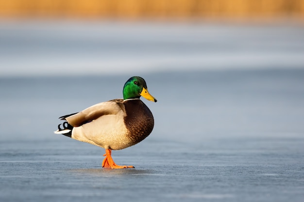 Curieux mâle canard sauvage debout sur l'étang givré en hiver