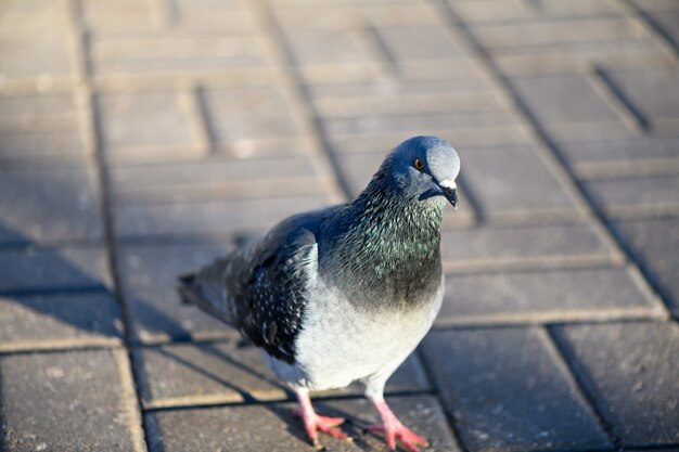 Curieux oiseau pigeon marchant sur une passerelle dans un parc de la ville. Vue rapprochée