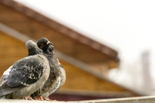 Curieux Pigeons Urbains