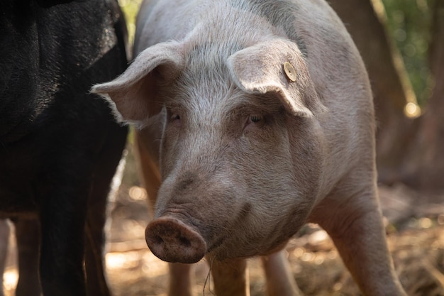 Curieux porcs élevés en plein air dans la forêt