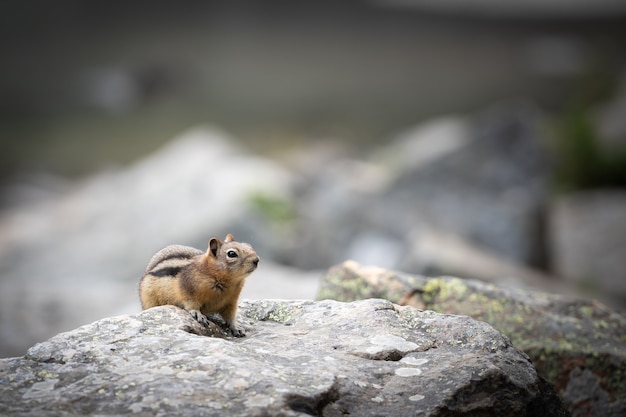 Curieux tamia explorant, à Lake Louise, Banff National Park, Canada