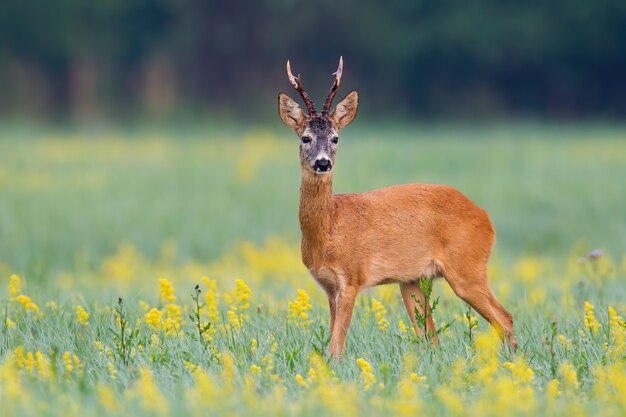 Curios roe deer buck écoute avec des oreilles sur une clairière avec une végétation verte