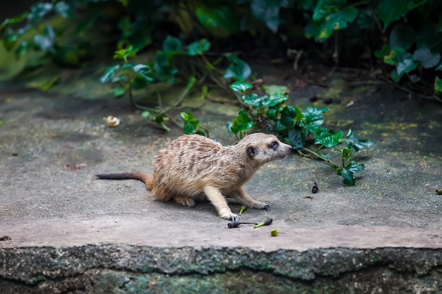 Curiosités suricate assis sur la pierre