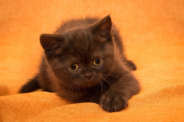 Curious Kitten couleur chocolat