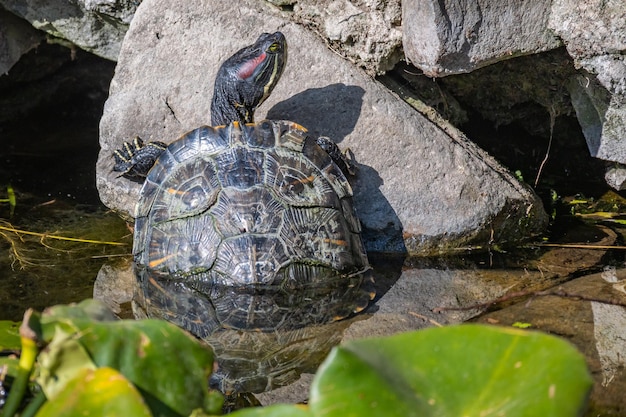 Curseur à oreilles rouges Trachemys scripta. Portrait de tortue à l'état sauvage