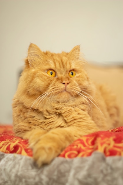 CutÃƒÂƒÃ‚Â'ÃƒÂ‚Ã‚Âƒ chat roux moelleux aux yeux jaunes allongé sur le lit. Gros chat rouge.