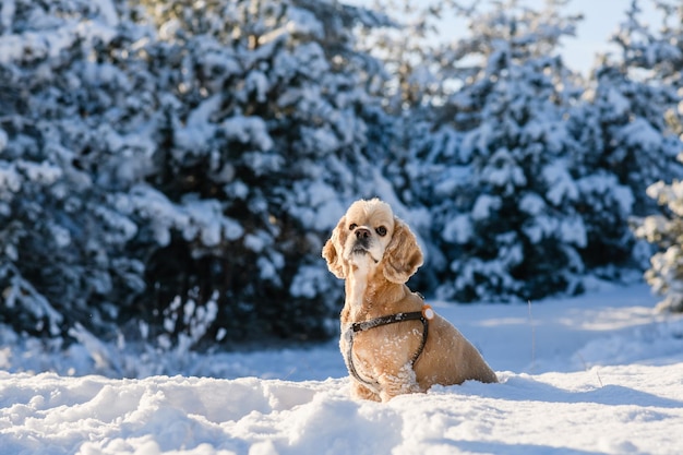 Cute American Cocker Spaniel est assis dans la neige dans la forêt d'hiver Pins couverts de neige en arrière-plan Une belle journée ensoleillée en hiver Chien regardant la caméra