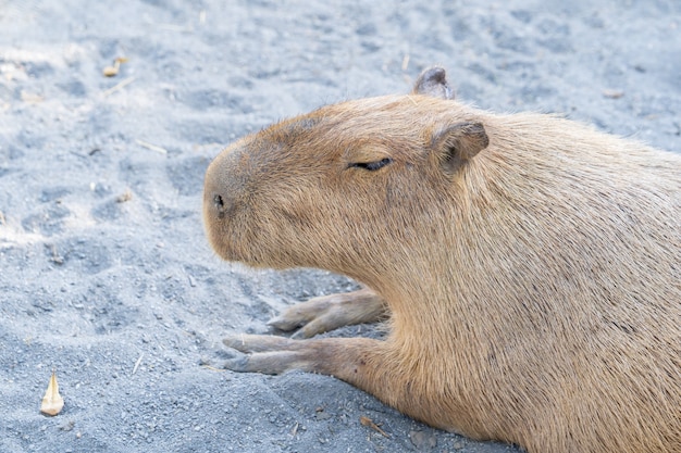 Cute Capybara (plus grande souris) manger et se reposer dans le zoo, Tainan, Taiwan, gros plan