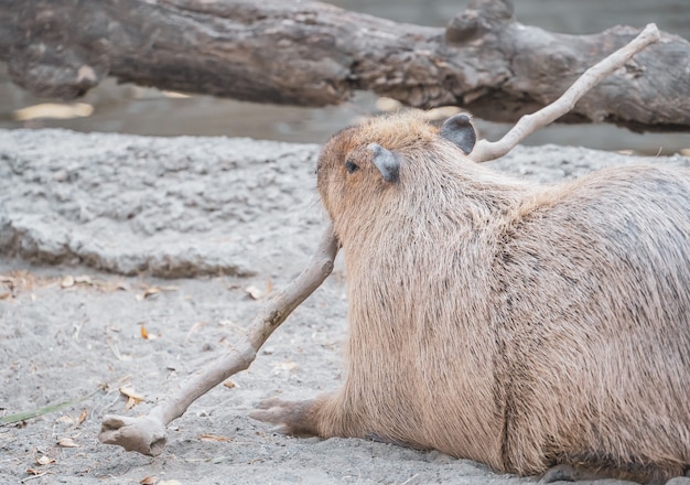 Cute Capybara (plus grande souris) manger et se reposer dans le zoo, Tainan, Taiwan, gros plan