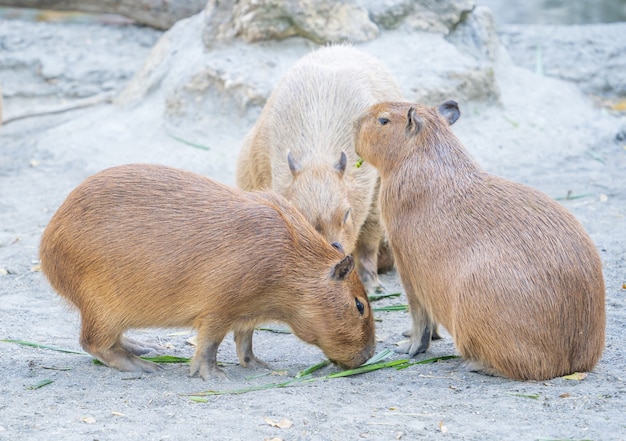 Cute Capybara (plus grande souris) manger et se reposer dans le zoo, Tainan, Taiwan, gros plan