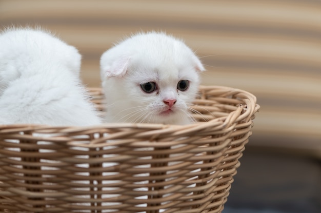 Cute Scottish fold chaton debout dans un panier de bambou