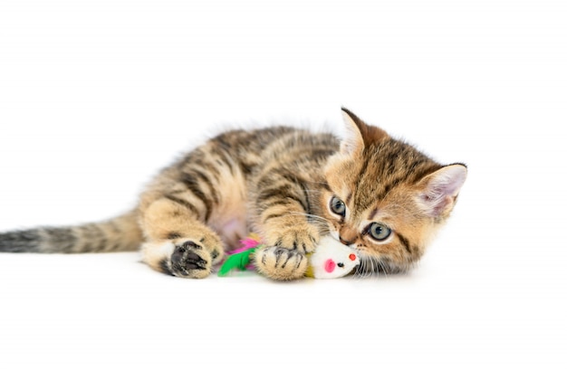 Cute Scottish fold chaton jouant avec un jouet isolé