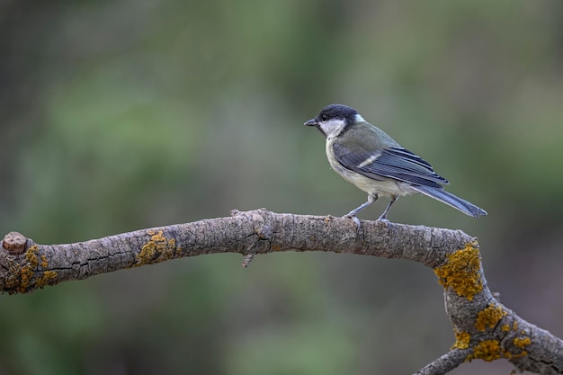 Cyanistes caeruleus La mésange bleue est une espèce de passereau de la famille des Paridae