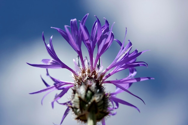 Cyanus segetum bleuet fleur fond