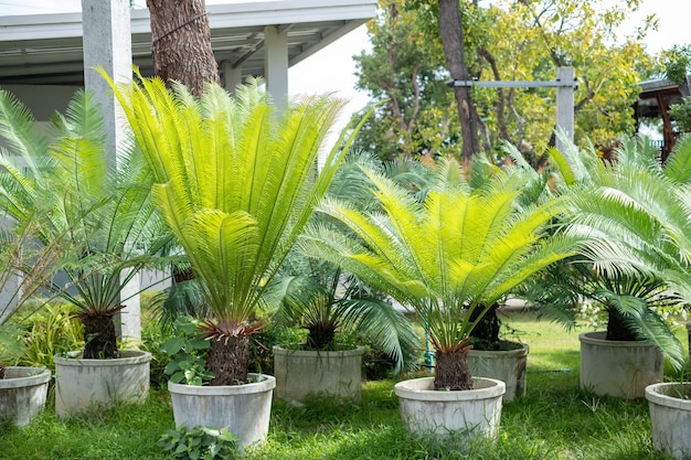 Cycas revoluta palmier sagou roi sagou sagou cycas sagoutier japonais dans le jardin botanique