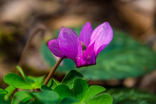 Cyclamen à cheron à maglanhaute savoiefrance