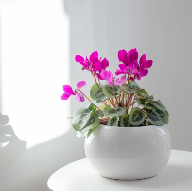 Cyclamen en pot de fleurs sur fond mur blanc