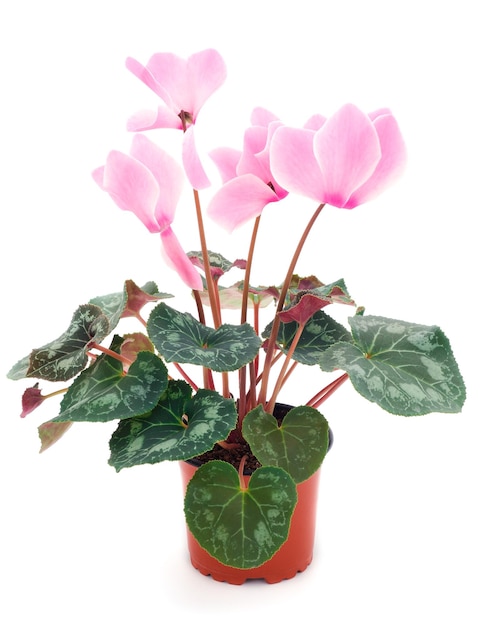 Cyclamen rose dans un pot isolé