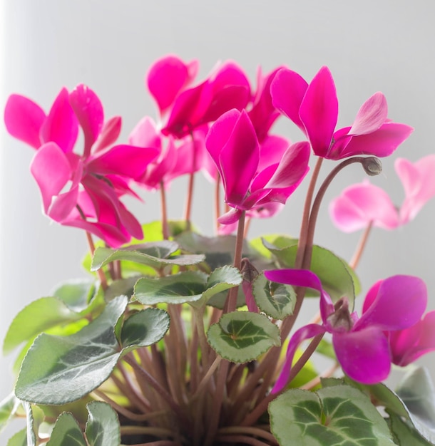 Cyclamen rose sur fond blanc