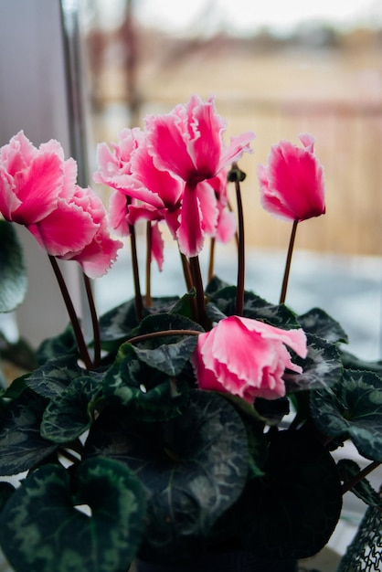 Cyclamen rose et rouge en fleurs ou plantes d'intérieur violettes alpines