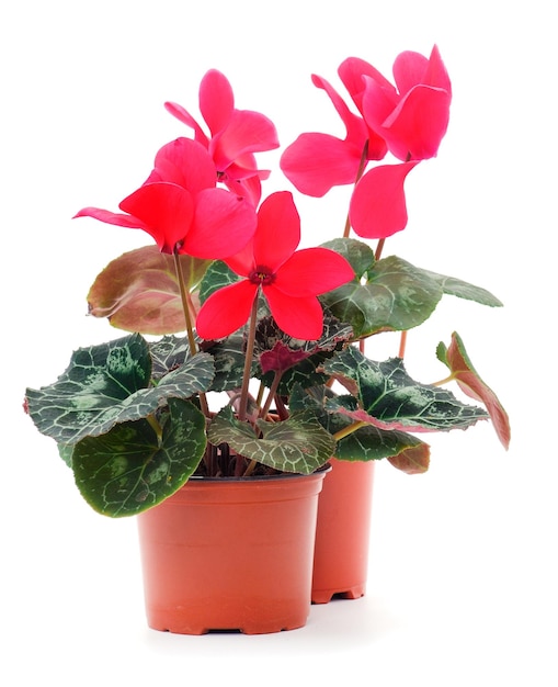 Cyclamen rouge dans un pot isolé