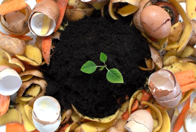 Photo le cycle de compostage est comme le compostage d'un tas de déchets de cuisine en décomposition avec des déchets végétaux se transformant en terre pour les engrais organiques avec une jeune plante en croissance comme partie intégranteengrais naturel