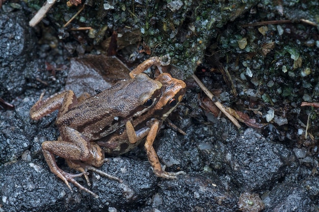 cycle de vie des grenouilles rousses