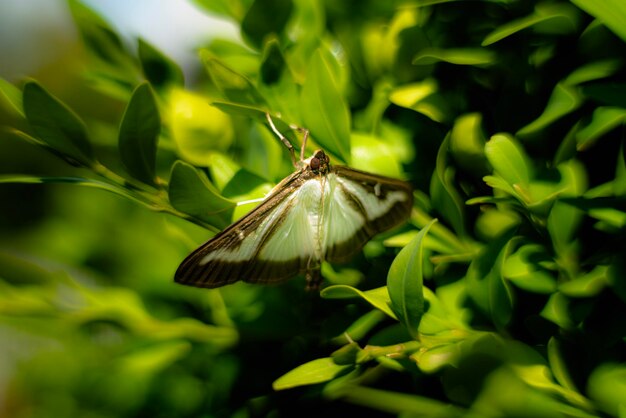 Photo cydalima perspectalis