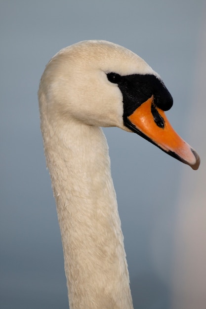 Cygne au coucher du soleil - Cygnini