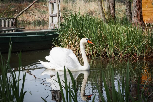 Cygne au printemps belle sauvagine Cygne sur le lac au printemps lac ou rivière avec un cygne