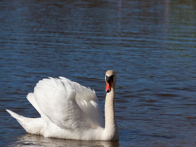 Cygne au printemps