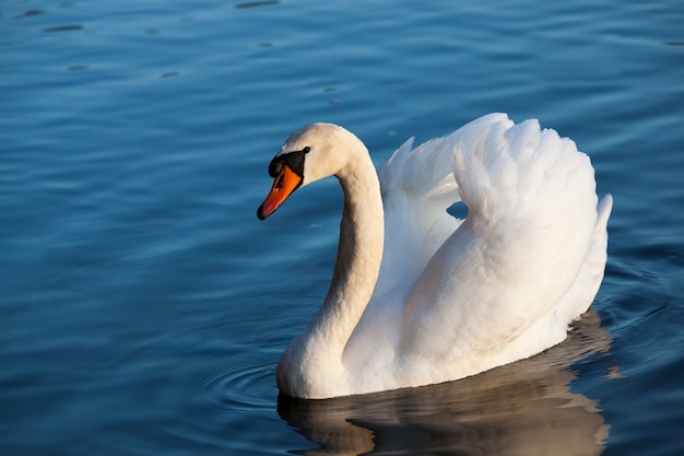 Cygne au printemps