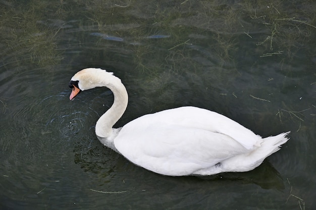 Cygne à l&#39;automne sur l&#39;étang