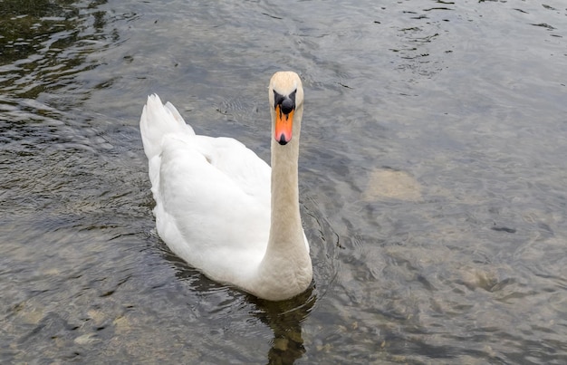 Cygne blanc adulte nager dans la rivière en Angleterre