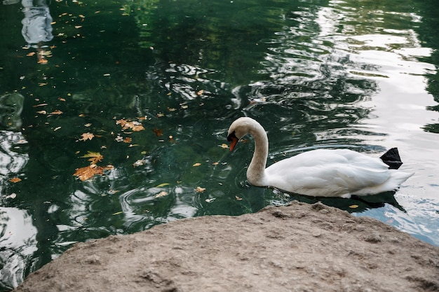 Un cygne blanc au bord d'un lac ou d'un étang dans un habitat naturel sauvage