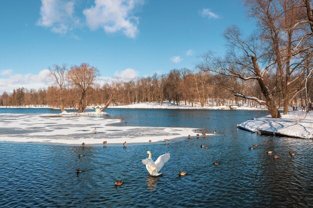 Le cygne blanc bat des ailes dans un parc printanier