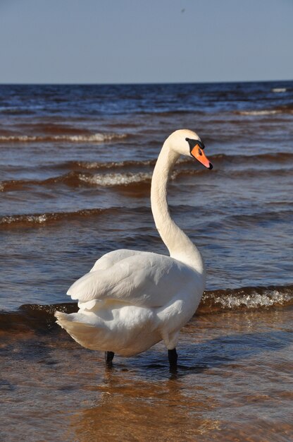 Cygne blanc sur la belle mer