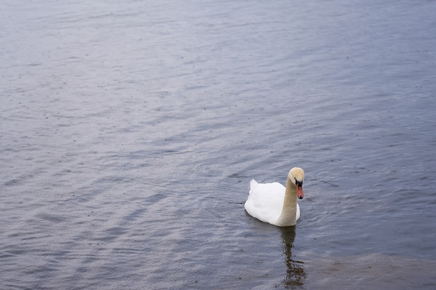 Cygne blanc sur la côte de la mer Baltique en Finlande.