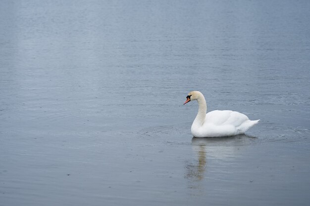 Cygne blanc sur la côte de la mer Baltique en Finlande.