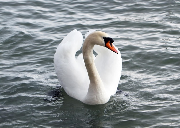 Cygne blanc dans l'eau.