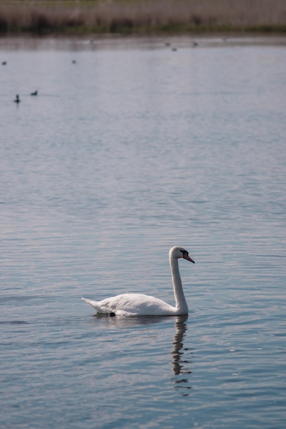 Cygne blanc dans l'étang Lac des cygnes Oiseau blanc sauvage