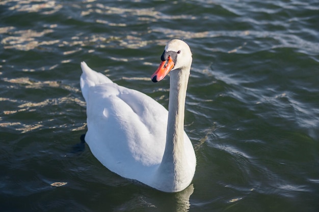 cygne blanc dans un lac brumeux à l'aube