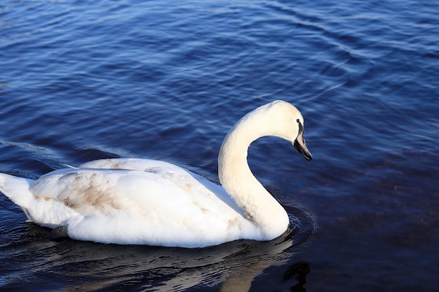 Photo cygne blanc dans le lac cygne blanc isolé avec le fond ondulé bleu cygnus