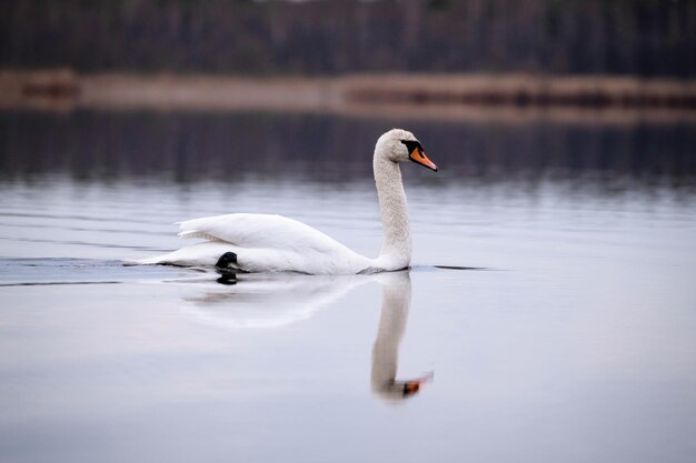 Photo le cygne blanc dans la nature au centre du lac