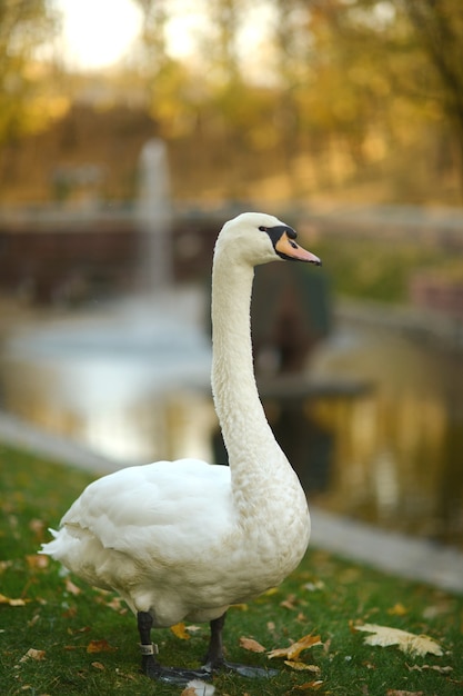 Cygne blanc dans le parc sur fond de lac