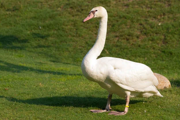 Un cygne blanc dans le pré